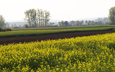 Weite Felder im Donauried