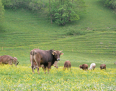 Bodensee-Königseeradweg: Kühe am Radweg