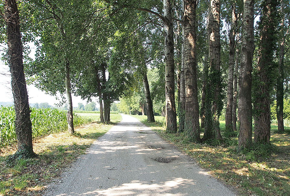 Radweg durch landwirtschaftliches Gebiet