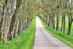 Allee in Stepperg