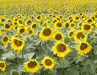 Riesige Sonnenblumenfelder