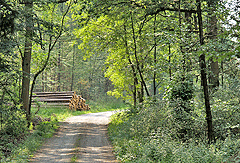 Waldweg nach Bronnholzheim
