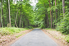 Radweg durch den Wald