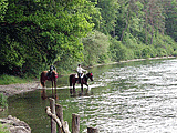 Pferde am Rheinufer