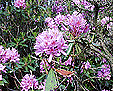 Rhododendren