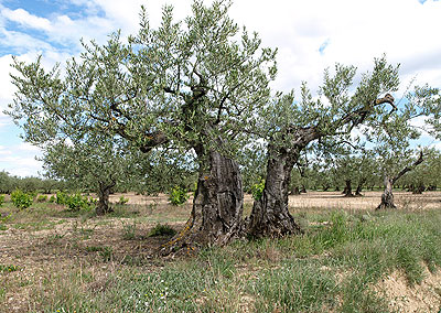 Olivenbäume am Weg