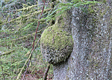 Eine Nase am Baum