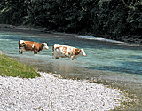 Badebucht für Kühe