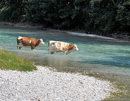 Badeglück für Kühe