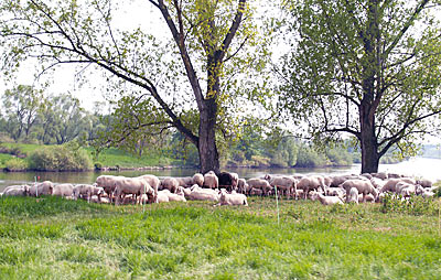 Schafe in den Mainauen