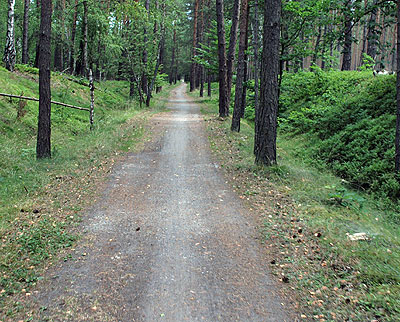 Waldweg nach Rieth