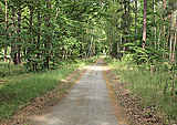 Radweg durch den Wald