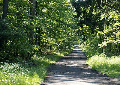 Waldweg nach Wissembourg