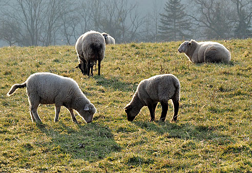 Schafweiden über der Saar