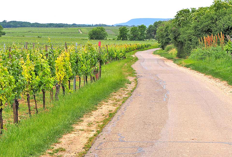 Der sehr gut ausgeschilderte Weingärtnerradweg im Tal