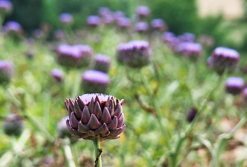 Riesige farbenfrohe Artischockenfelder - auch solch exotische Pflanzen gedeihen in der sonnenverwöhnten Pfalz