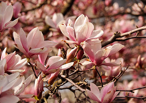 Magnolinen Frühlingsblüher