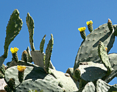 Am Wegesrand: Kaktusfeigen