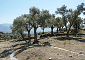Das Kapital: Olivenbäume