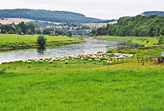 Schafe an der Weserkehre